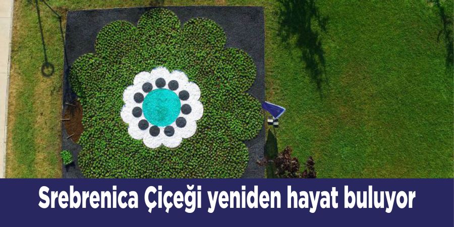 Srebrenica Çiçeği yeniden hayat buluyor